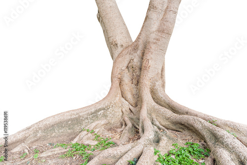 Roots of a tree isolated on white background. This has clipping path.