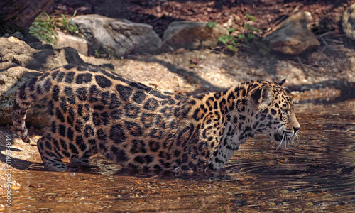 Photography Jaguar