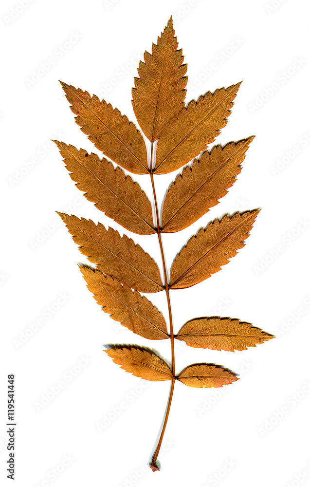 Autumn Leaf isolated Autumn Leaf isolated