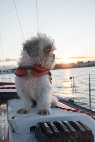 Fototapeta Naklejka Na Ścianę i Meble -  Shih-tzu sailor