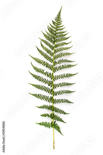 Green fern leaf