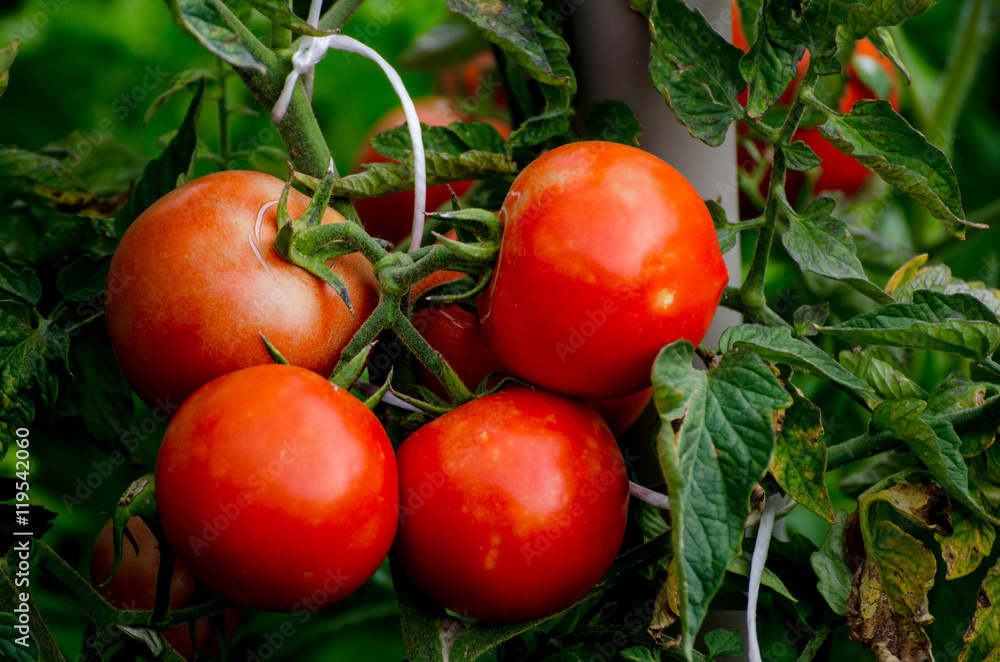 Growing organic tomatoes