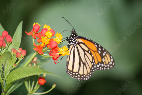 La mariposa Monarca extrae el dulce de las flores.