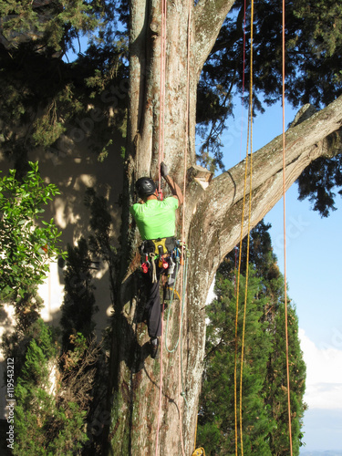 Tree surgeon lumberjack hanging from a big tree