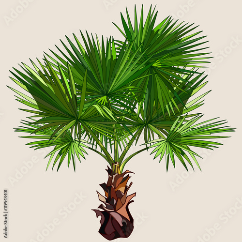 small palm tree with spreading leaves
