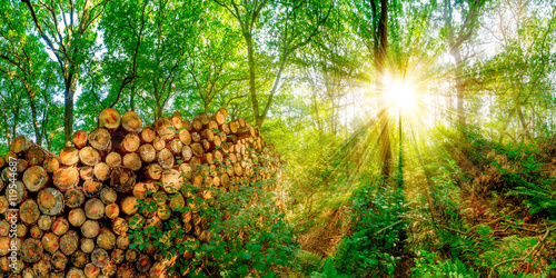 Wald mit einem Stapel abgesägter Baumstämme bei strahlendem Sonnenschein photo
