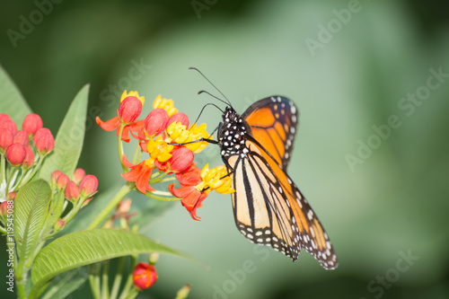 La mariposa Monarca y la flor de Algodoncillo. © jesuschurion57