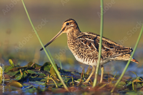 Obraz na plátně snipe at the front of the rack
