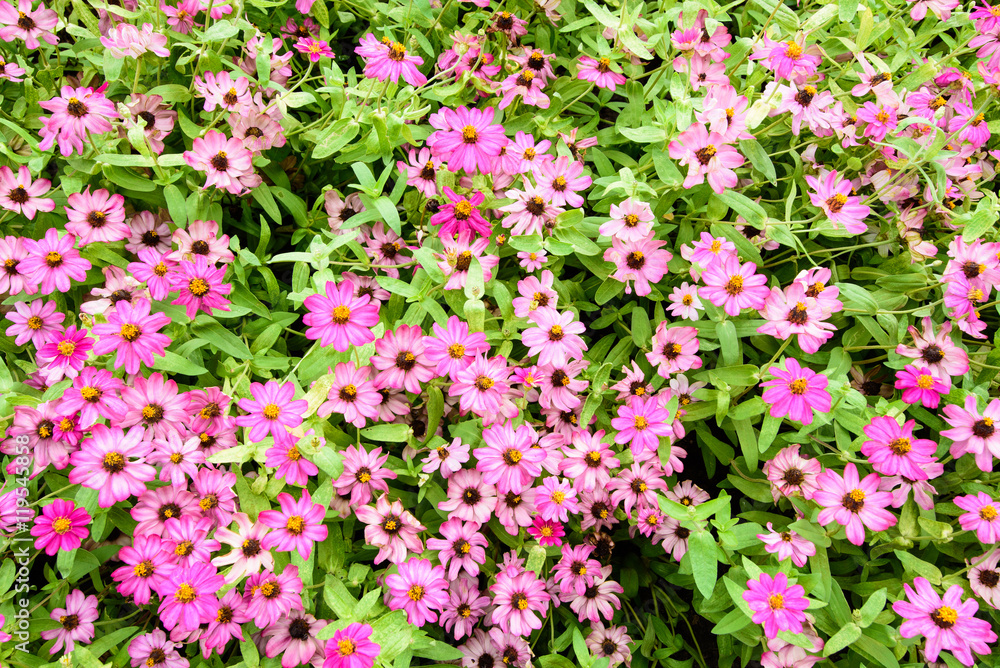 beautiful spring garden pink flower background