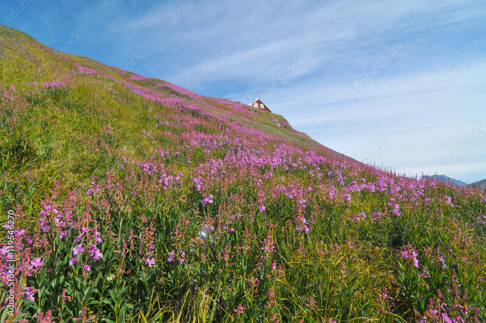 Obraz premium Valley of flowers in Greenlandian Tasiilaq Village
