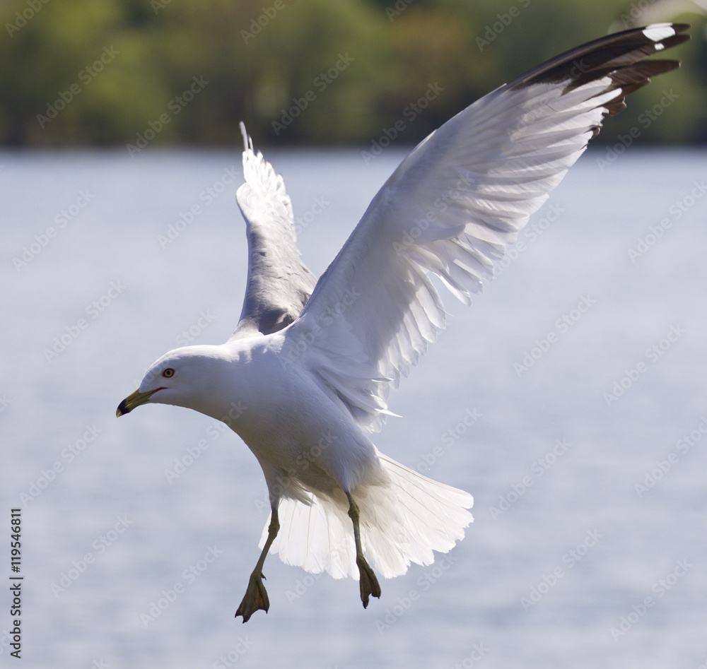 Beautiful picture with a flying gull Beautiful picture with a flying gull