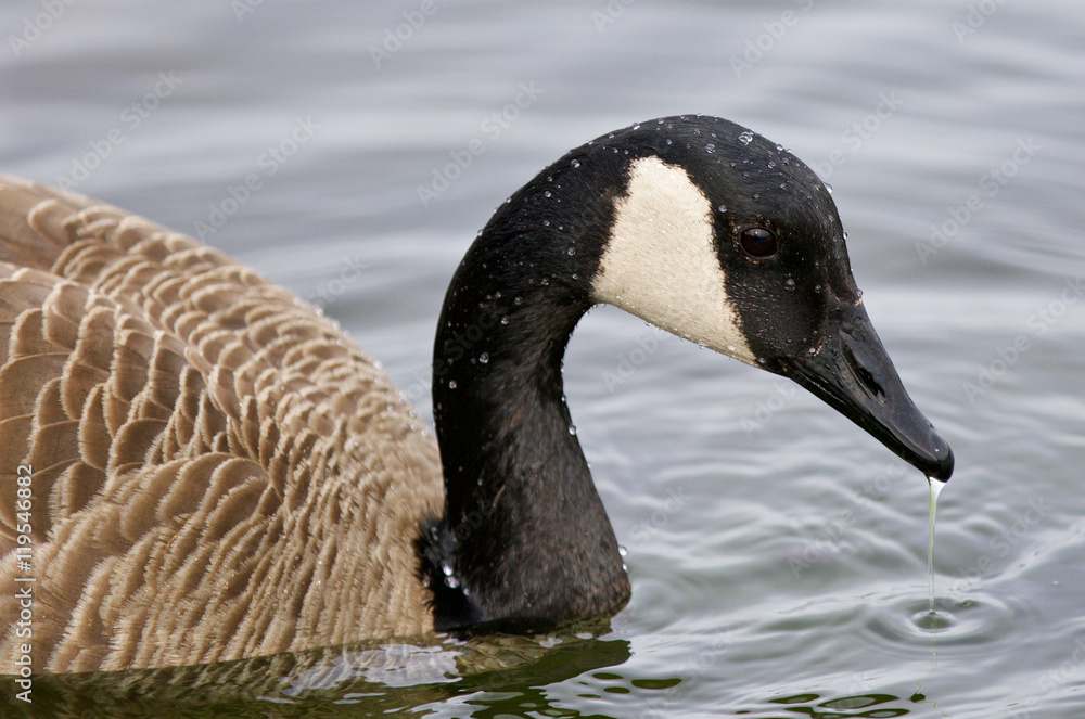 Amazing image with the Canada goose drinking water Amazing image with the Canada goose drinking water