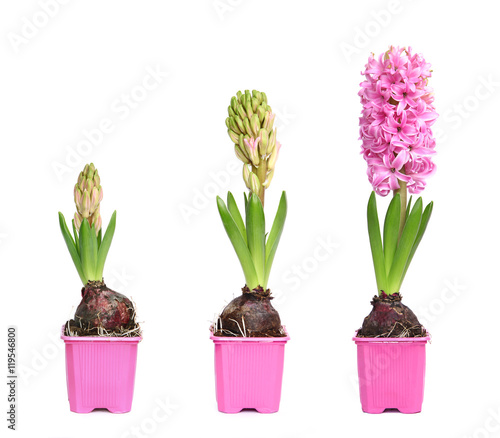 Fototapeta Naklejka Na Ścianę i Meble -  Floraison d'une jacinthe rose