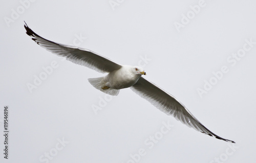 Beautiful isolated image of a flying gull