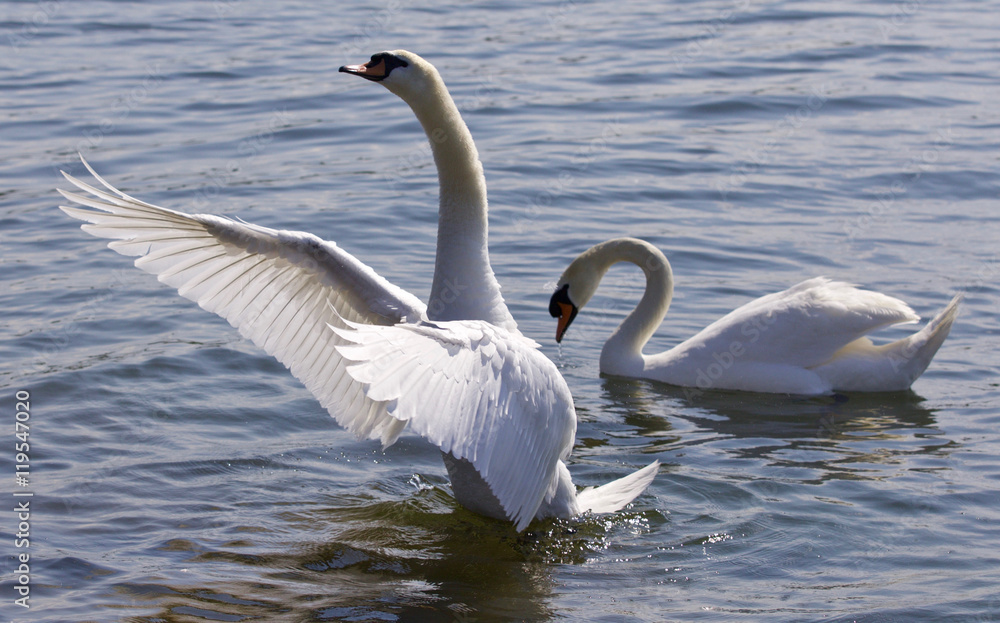 Fototapeta premium Beautiful isolated photo of the swan showing his wings in the lake