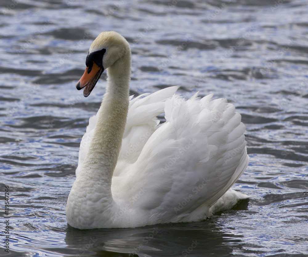 Beautiful isolated image with a screaming swan