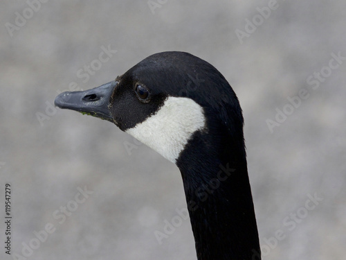 Very beautiful portrait of a Canada goose looking aside © MrWildLife