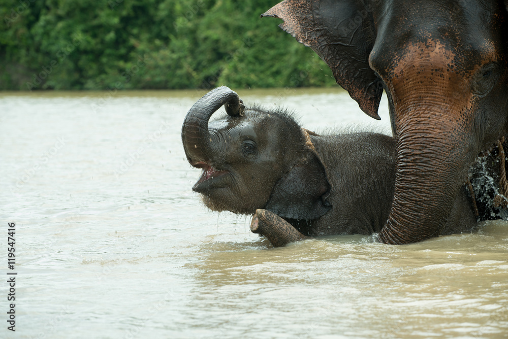 Elephants playing in river,elephant village at Surin province,Thailand.