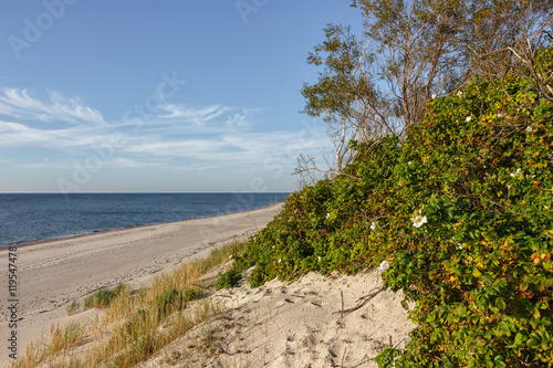 Fototapeta Naklejka Na Ścianę i Meble -  Briar on the dunes. Baltic sea shore, summer, sunny day, nordic