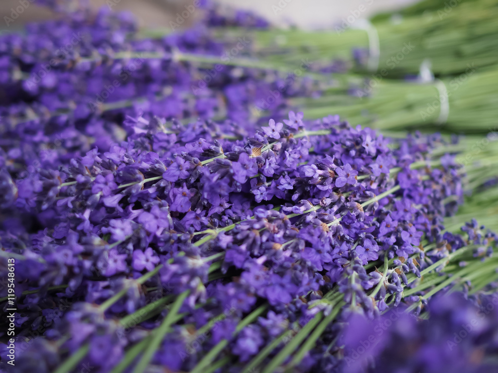 Obraz premium Lavender flower
