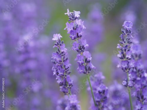 Lavender flower