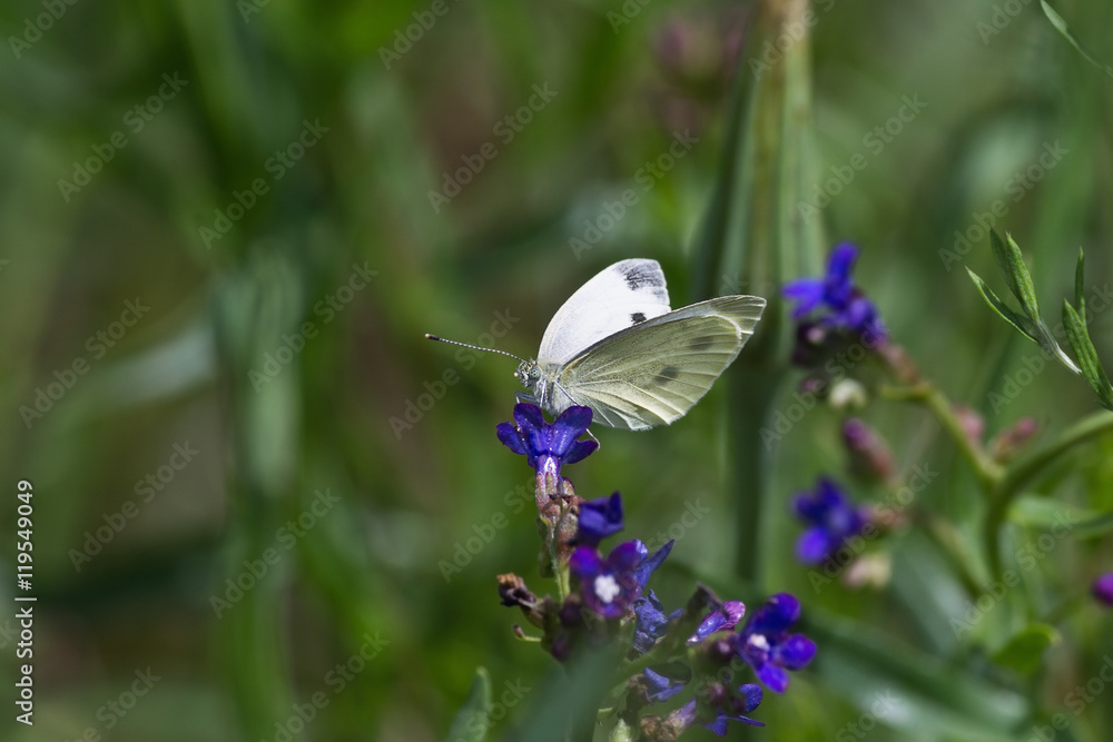 Pieris rapae butterfly on blue flower close up