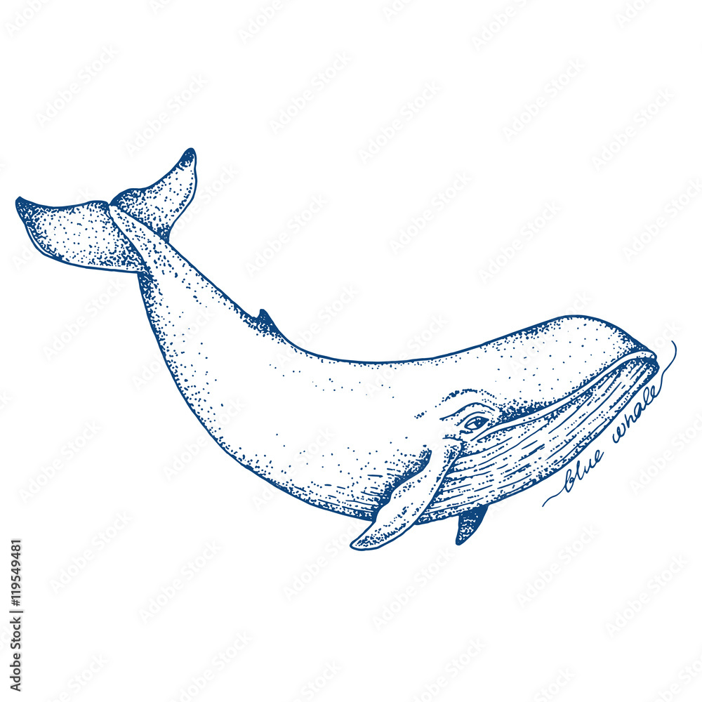 Naklejka premium Wielki płetwal błękitny - wektor ilustracja. Ogromny pływający szkic tuszem ssaków wodnych