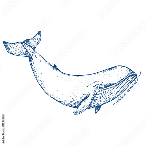 Big blue whale - vector hand drawn illustration. Huge swimming aquatic mammal ink sketch