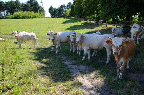 Obraz na płótnie Cows on pasture w salonie
