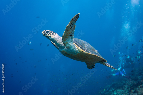 Turtle Escaping © lancesagar