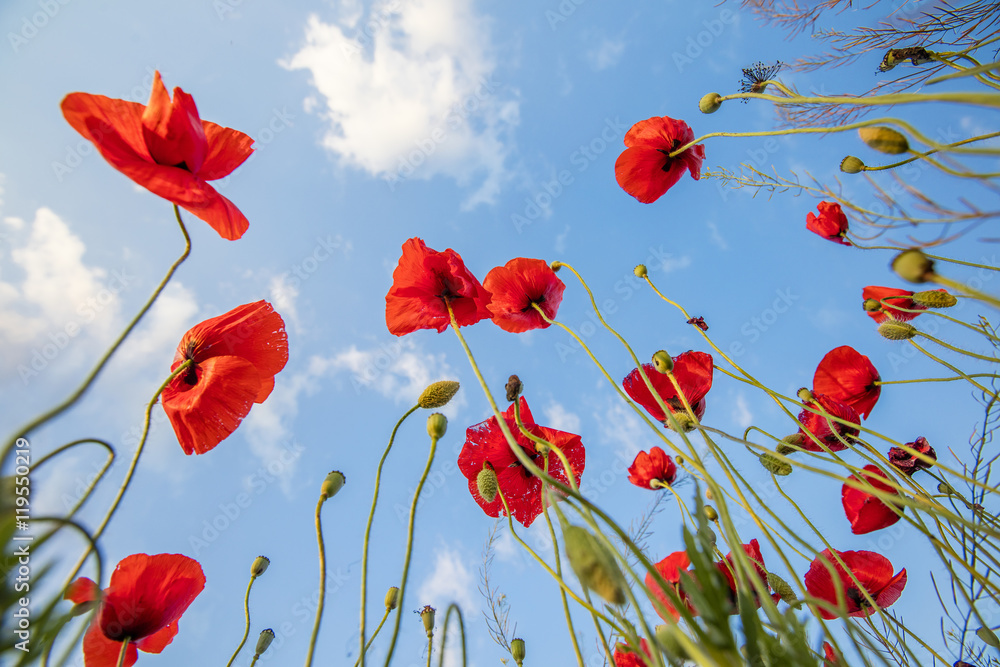 Obraz premium red poppies turning to the sky
