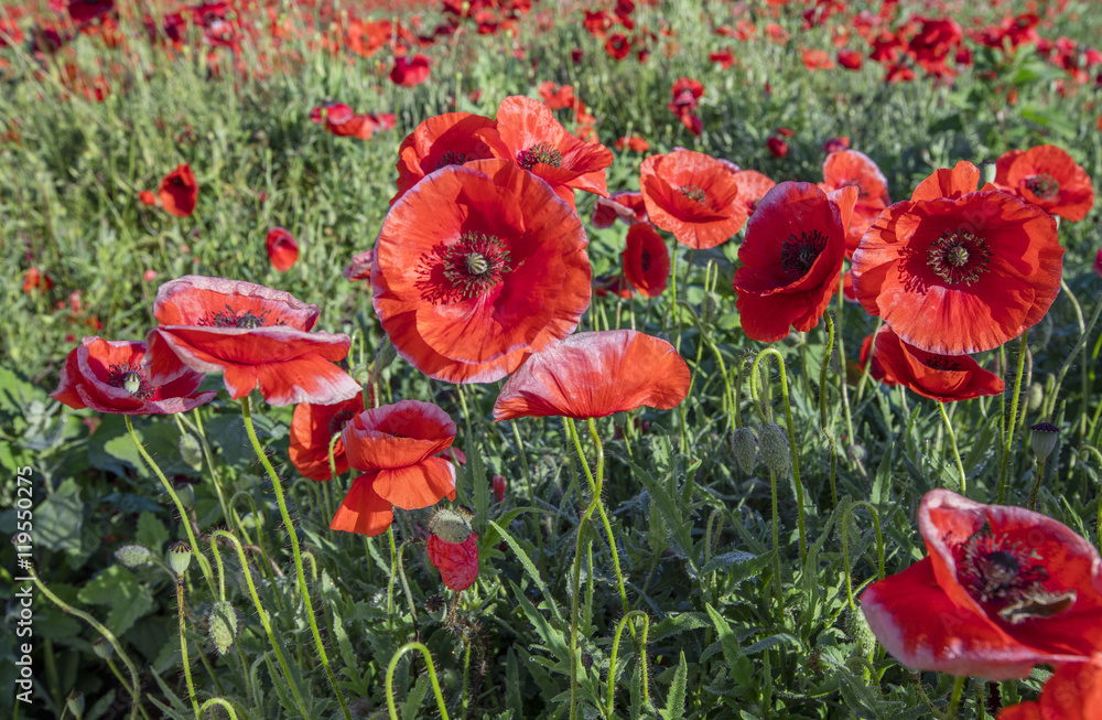 red poppies in group on the field red poppies in group on the field