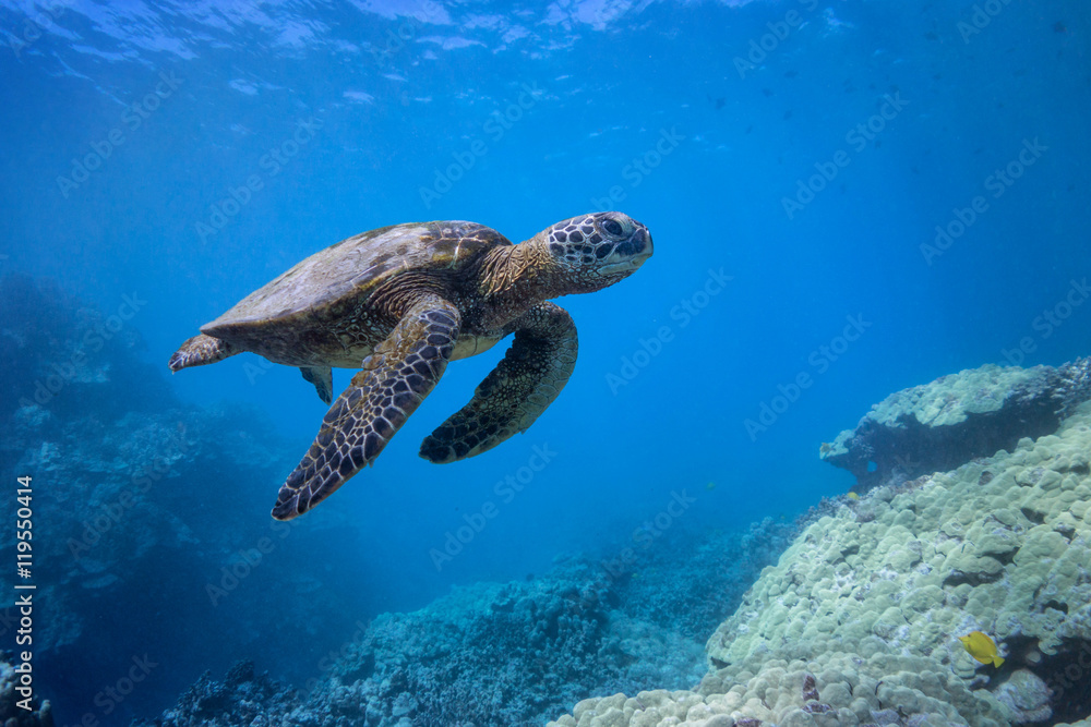 Fototapeta premium Turtle in the Coral Hills