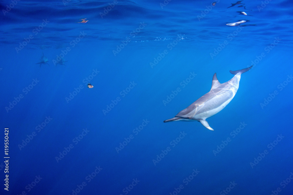 Naklejka premium The Leaf Game