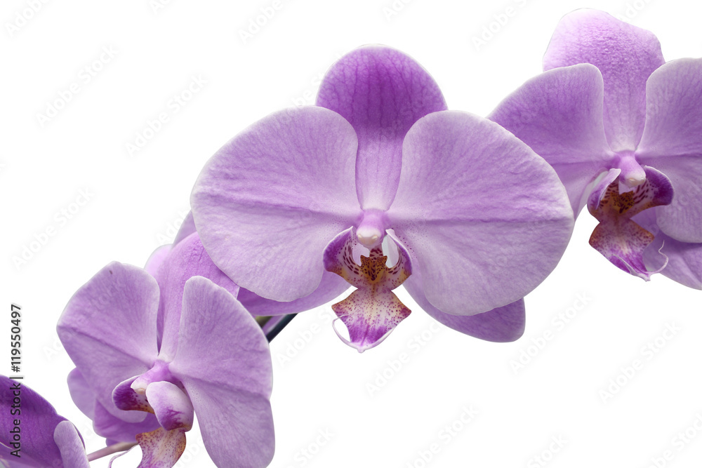 Beautiful flower Orchid, blue phalaenopsis close-up Beautiful flower Orchid, blue phalaenopsis close-up