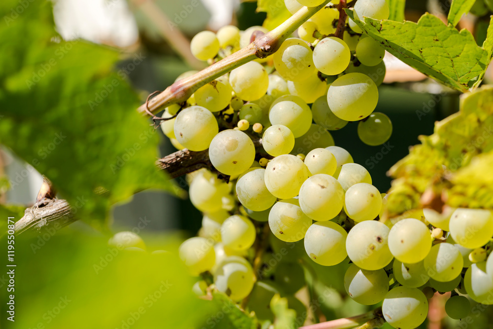 Ecological grapes with shallow depth of field Ecological grapes with shallow depth of field