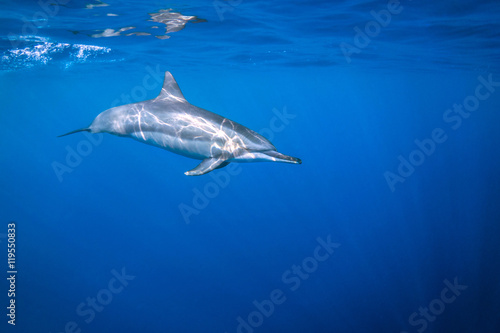 Sun Speckled Dolphin © lancesagar