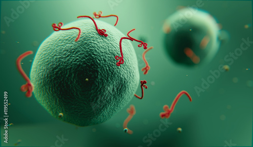 Ebola_makrofag_1