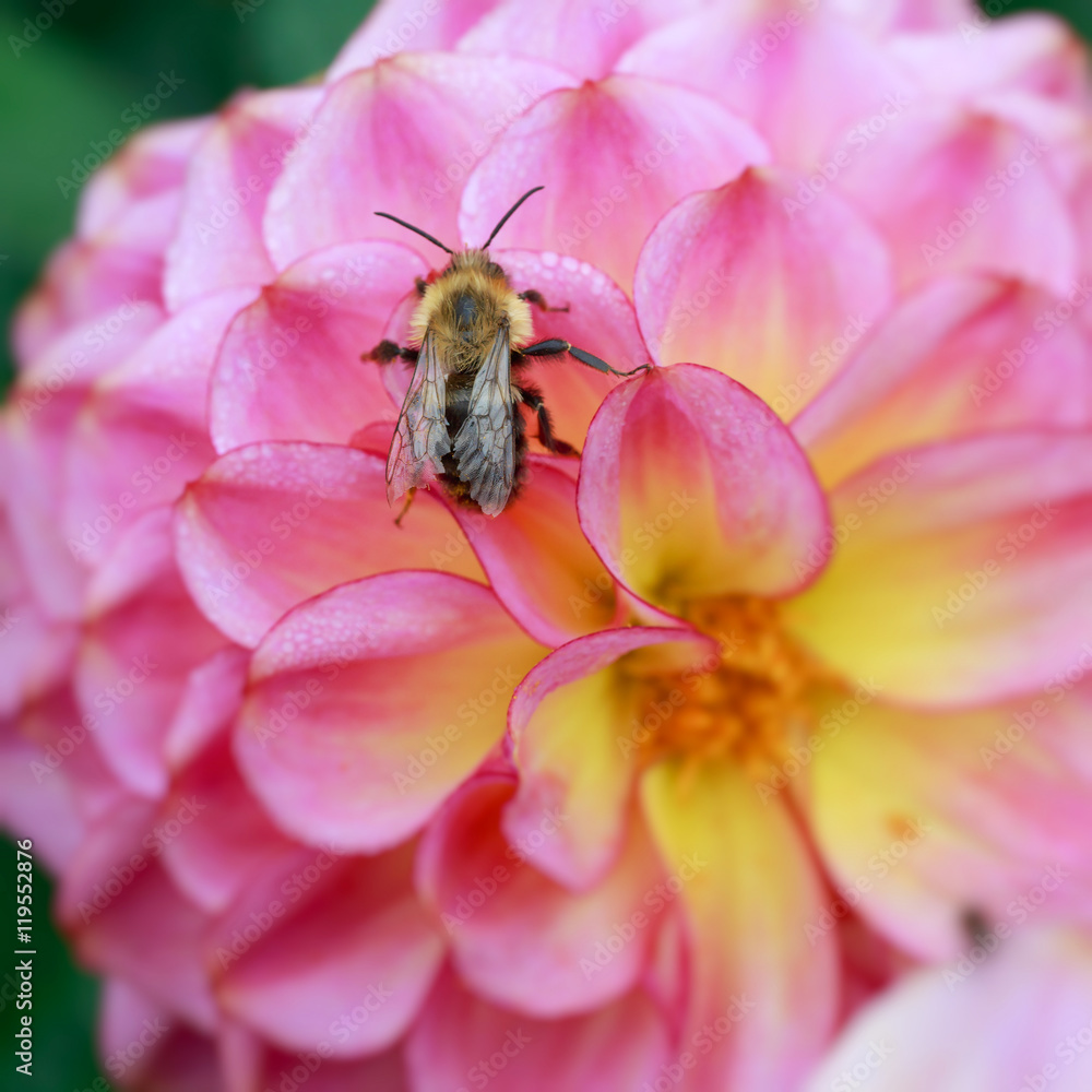 Dahlia with a bumble bee Dahlia with a bumble bee