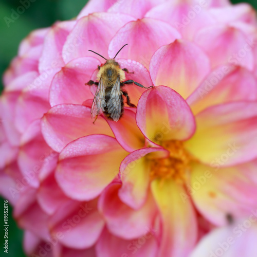 Dahlia with a bumble bee