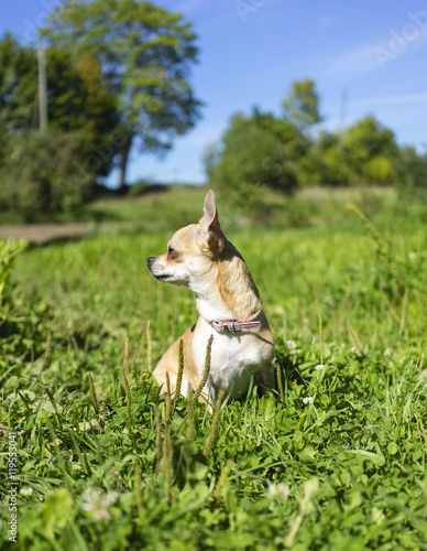 Chihuahua stands in the grass © nikolaskus