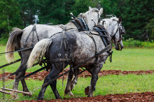 Fototapeta Naklejka Na Ścianę i Meble -  Draft Horses in full harness.