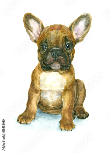 Naklejka na ścianę Akwarela Buldog francuski szczeniak na białym tle