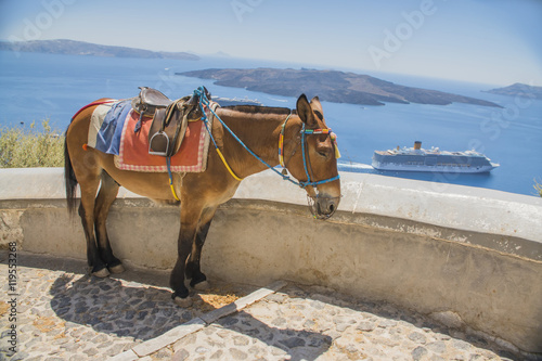 closeup donkey in Greece, Santorini, standing on the street in the background of the sea and the ship 