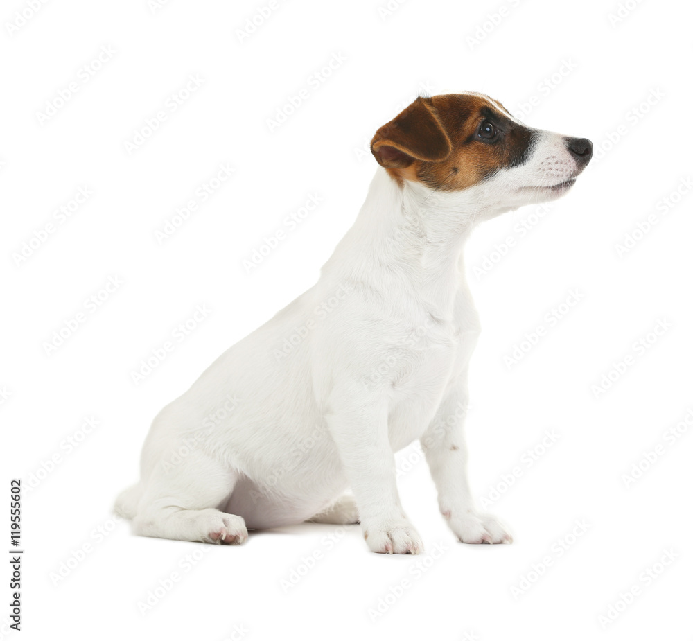 Cute Jack Russell terrier, isolated on white