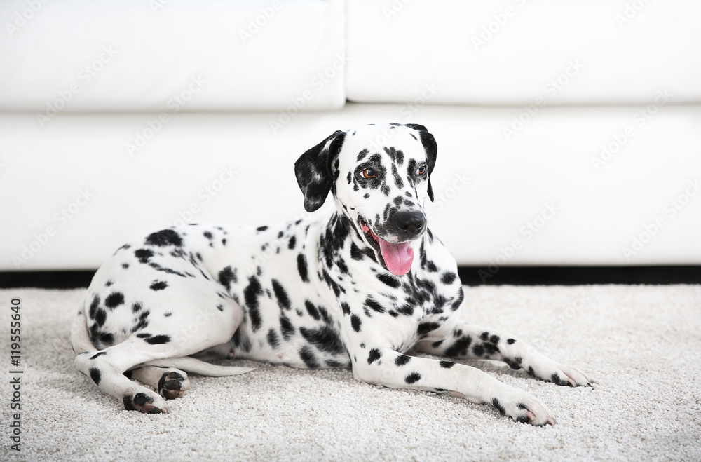 Dalmatian dog sitting on a carpet