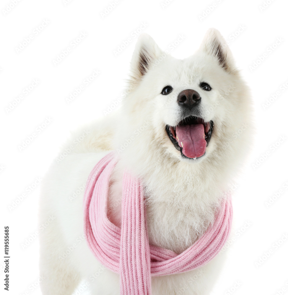 samoyed scarf