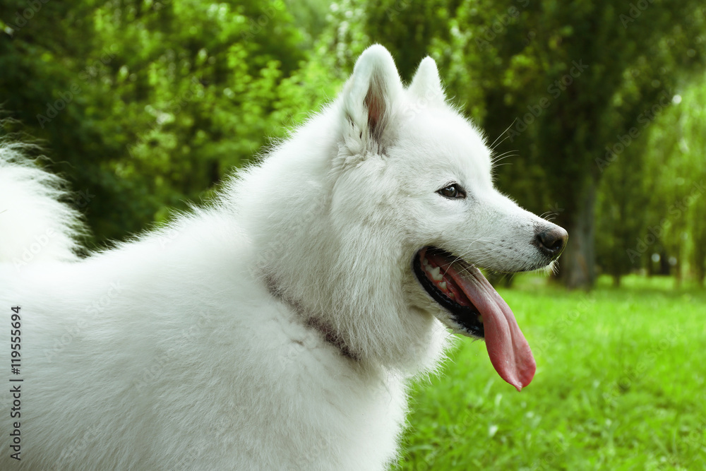 Fluffy samoyed dog in green park