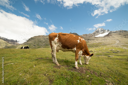 mucche al pascolo  © Riccardo Meloni
