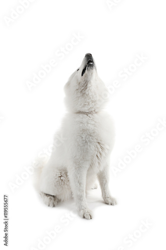 Fluffy samoyed dog isolated on white